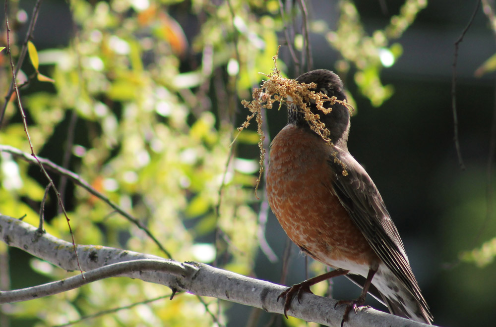 Robins' nestbuilding reminds me of parents at border National